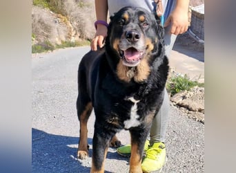BALU - wartet schon so lange!