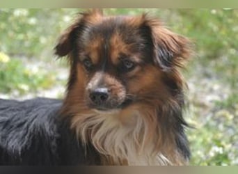 Salsicha, einer von zwölf zurückgelassenen Hunden sucht ein neues Zuhause