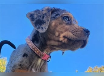 Louisiana Leopard - Catahoula