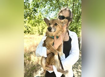 Seniorin Mona sucht ein Zuhause