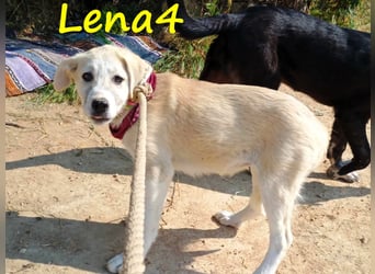 Lena4 geb. 03/2025 (GRC) - fröhliche und lustige Griechische Schäferhund Mix Welpin!