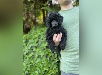 Toypudelwelpen aus Championverpaarung suchen neues Zuhause