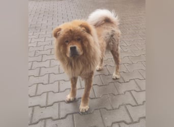 Bella - eine Schönheit sucht ihr Zuhause für immer