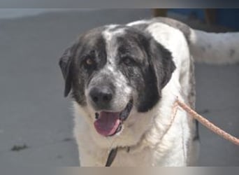 Gandalf (Roundy), ein freundlicher und ruhiger Rüde mit einem offenen Wesen