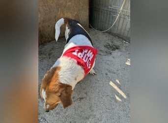 ⭐️BONGO⭐️, Rüde, 4 Jahre, 40 cm, Beagle-Mischling, Tierschutz