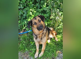 hübsche Schäferhündin Mila sucht ihre Familie für immer