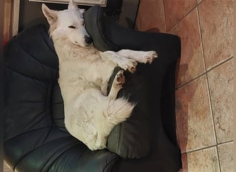 Golden Retriever X Berger blanc Suisse