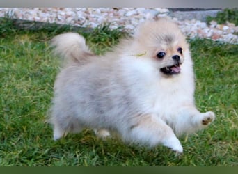 Zwergspitz Pomeranian Welpen Bärchengesichter mit Ahnentafel