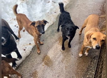 Bezaubernde Hundelady RONJA sucht liebevolle Familie