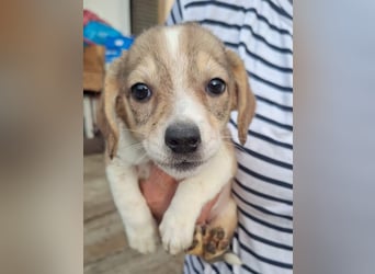 ⭐️FINA⭐️, Hündin, 5 Monate, 16 cm, Mischling, Tierschutz