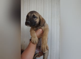 Rudi - sucht noch sein Körbchen