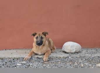 Wollen Sie Pumba kennenlernen?