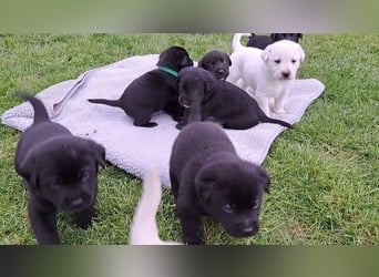 Labrador-Mix Welpen