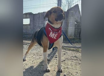 ⭐️SAMMY⭐️, Rüde, 3 Jahre, 49 cm, Mischling, Tierschutz