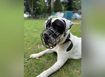 Vermittlungshilfe für Snoopy