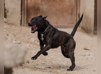 Freundlicher Staff-Mix ♥Dante♥ Vermittlung CH+AT+B+NL