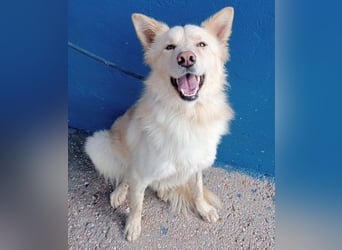 Dolar, Border-Collie typischer Jungspund aus der Tötung