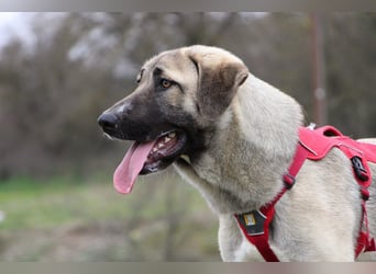 Nala – Sanfte Hündin mit großem Herz, sucht ein liebevolles Zuhause!