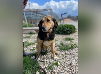 Maya, 07/20 - Traumhündin sucht Zuhause
