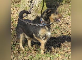 Bobek- ein Schatz zum lieb haben