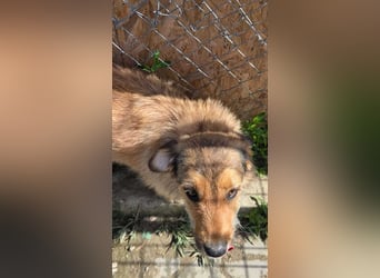 Chester - Flausch mit Herz