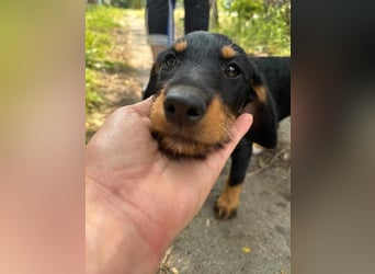 Alexa, geboren 16.03.2025, 21cm sucht ihr Zuhause