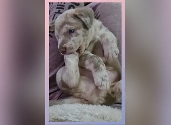 Aussiedor Labrador Australian Shepherd mit Ahnentafel