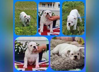 Englische Bulldoggen welpen Top Pedigree FCI