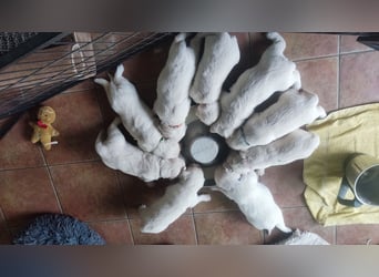 Golden Retriever Welpen