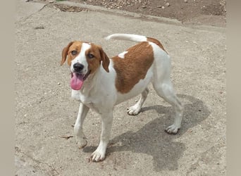 Herzensbrecher und Sunnyboy „Sammy“ - sucht seine Familie