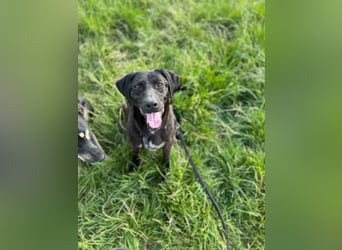 Maffy - Labrador-Mix-Hündin mit Herz sucht ihr Für-immer-Zuhause