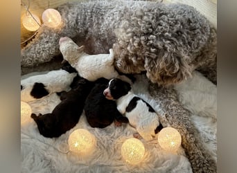 Lagotto Romagnolo Welpen
