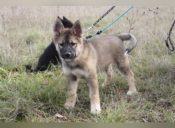 Eurasier - A. Malamute Hybrid-Welpe: Hündin, Name: Ajuma