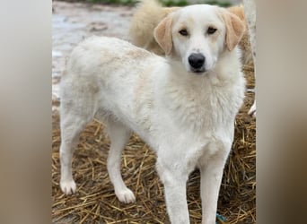 Nami, geb. ca. 12/2019, lebt in GRIECHENLAND, im städt. Tierheim Serres