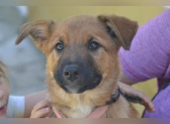 Rosi, ein verspieltes Hundekind auf der Suche nach einem Zuhause fürs Leben