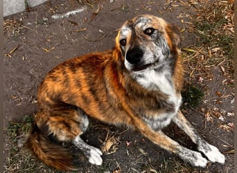 Stella – wo ist ihre Familie?