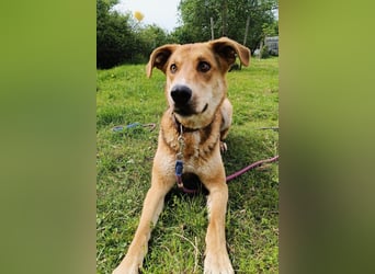 Dringend Pflegestelle oder neues Zuhause für Lemmy gesucht! (38820 Halberstadt)
