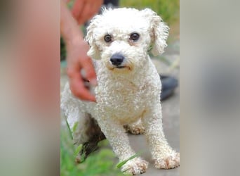 Bilbo, Bichon Frisé Mischling