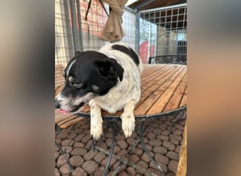 BECKY sucht ein liebevolles Zuhause