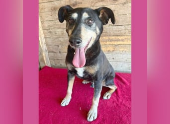 JANOSCH - traurige Geschichte - 13 Jahre, 45cm/15kg - Mischling