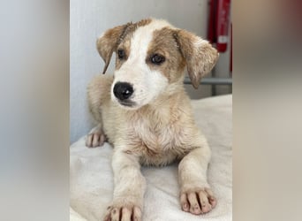 Lelia, geb. ca. 03/2025, lebt in GRIECHENLAND, im städt. Tierheim Serres