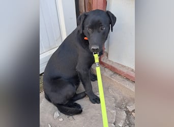 ❤️Labradormix Welpe Nero❤️