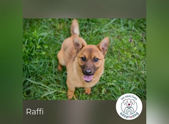 Raffi: Hundekind sucht ein Zuhause