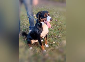Appenzeller Sennenhund reisrassig