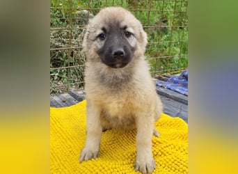 Suki ❤️ Süßes + liebes Welpenmädchen!