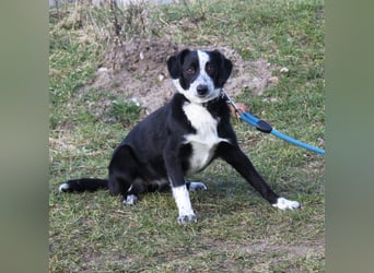 Peaches - Körbchen zum Glücklichsein gesucht