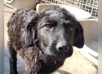 GONZALES❤️ liebenswerter, agiler und neugieriger Kroatischer Schäferhund-Mix