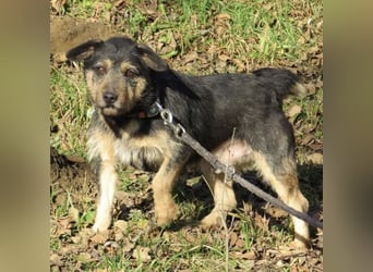 Bobek- ein Schatz zum lieb haben