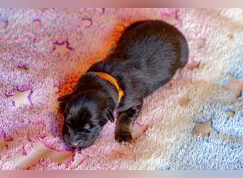 Black tri hünndin aussi border