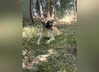 Safira, 2 ¾ -jähriges Mädchen, ca. kniehoch, freundlich, verspielt, offen